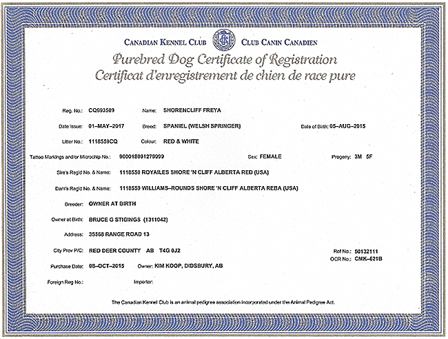 Welsh Springer Spaniel Purebred Certificate for Freya.