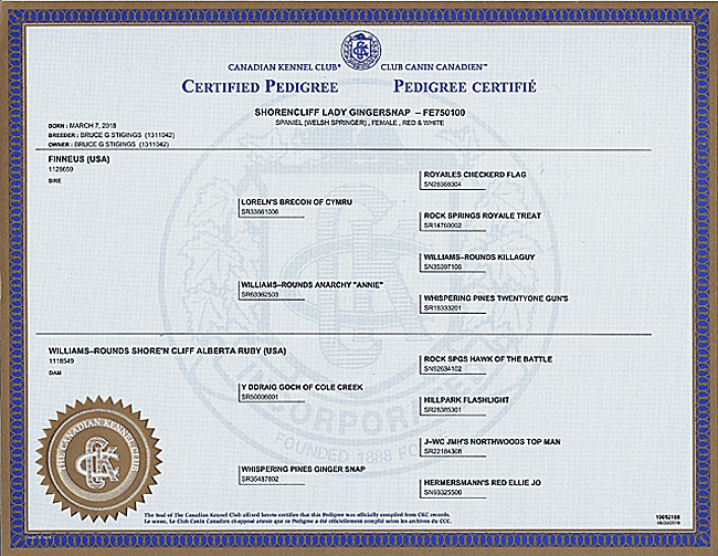 Welsh Springer Spaniel Certified Pedigree for Ginger.