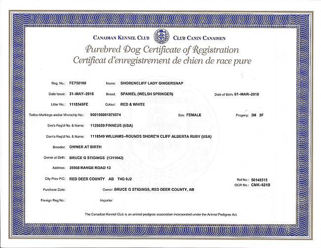 Welsh Springer Spaniel Purebred Certificate for Ginger.