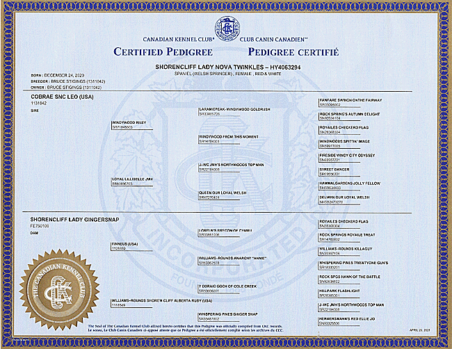 Welsh Springer Spaniel Certified Pedigree for Lady Nova