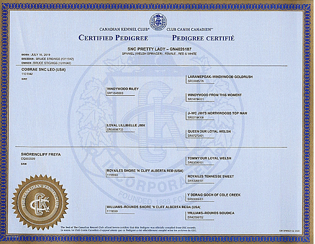 Welsh Springer Spaniel Certified Pedigree for Lady.