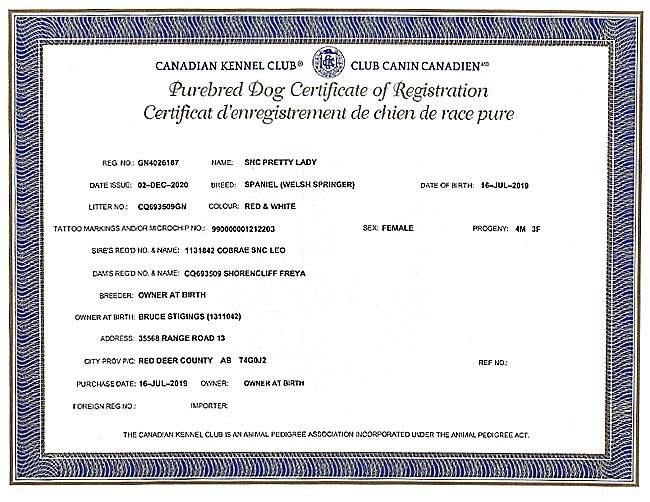 Welsh Springer Spaniel Purebred Certificate for Lady.