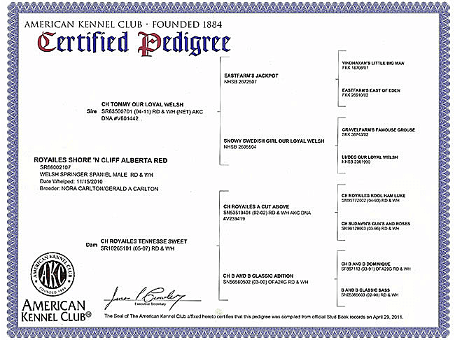 Welsh Springer Spaniel Purebred Certificate for Red.