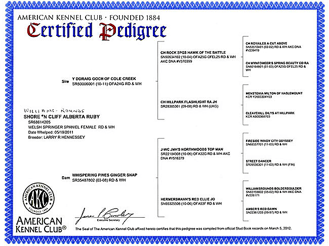 Welsh Springer Spaniel Purebred Certificate for Ruby.