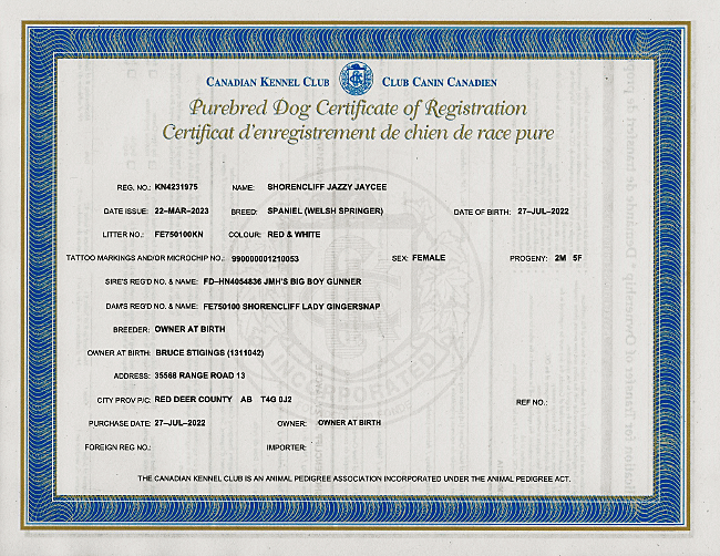 Welsh Springer Spaniel Purebred Certificate for Shorencliff Jazzy Jaycee