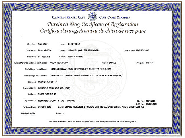 Welsh Springer Spaniel Purebred Certificate for Tikka.