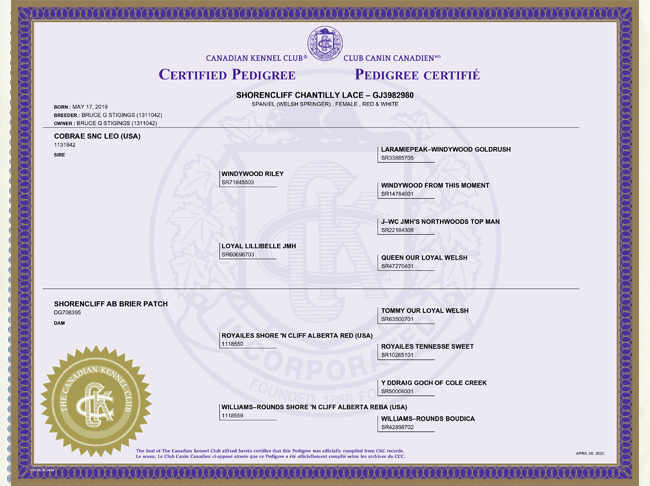 Welsh Springer Spaniel Certified Pedigree for Tilly