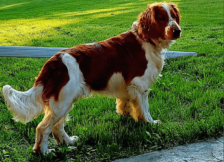 Gunner - one of our stud dogs