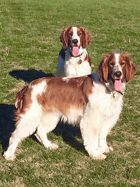 A Welsh Springer Spaniel Dog