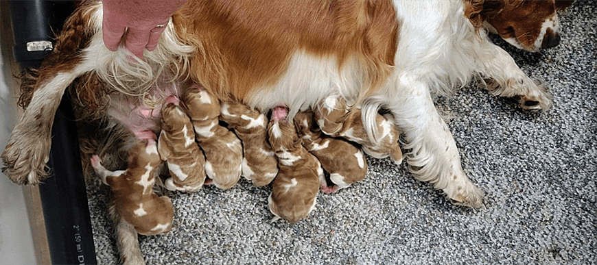 Lady & Gunner litter- 24/07/2022