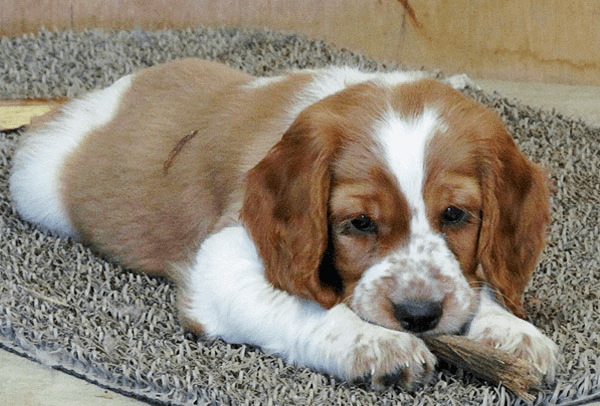 A Welsh Springer Spaniel Dog