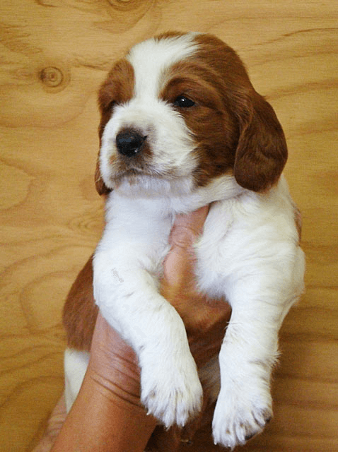 A Welsh Springer Spaniel Dog