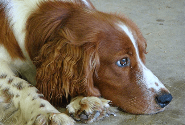 Reba, one of the first females of our breeding stock.