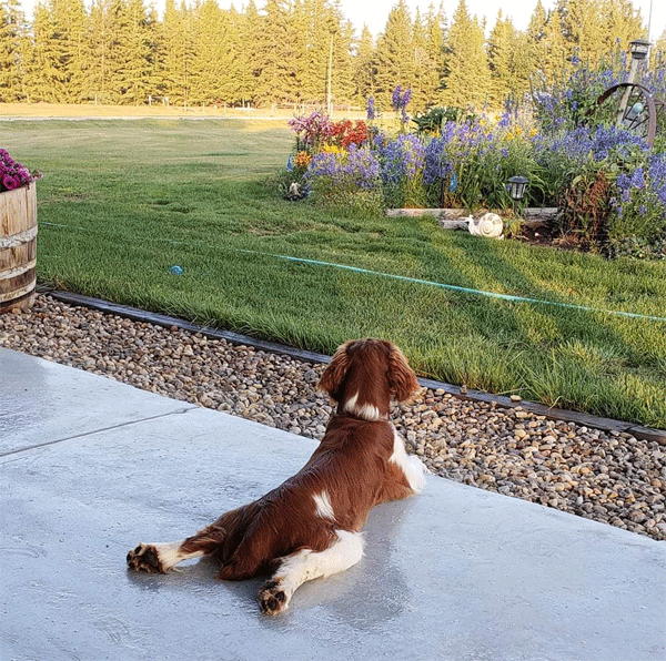 A Welsh Springer Spaniel Dog