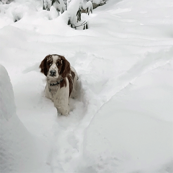 A Welsh Springer Spaniel Dog