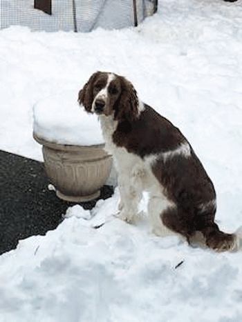 Gemma - a Welsh Springer Spaniel dog