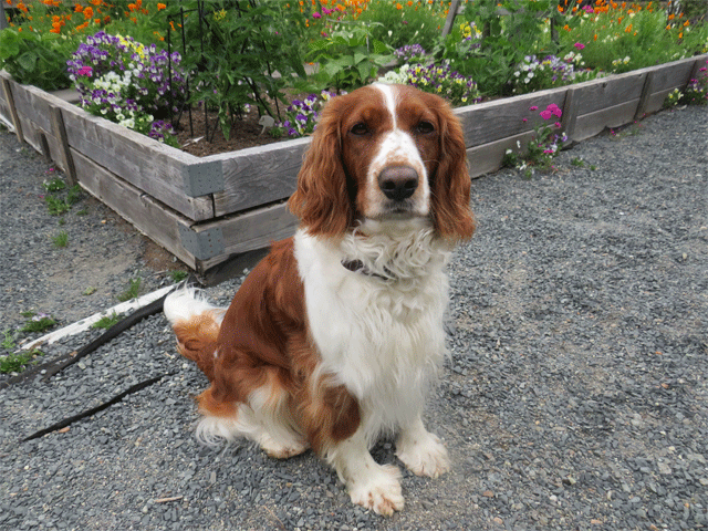 Bree - a Welsh Springer Spaniel dog