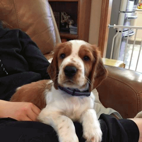 Marty - a Welsh Springer Spaniel dog