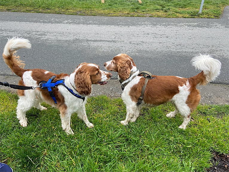 Finn and Scout - Welsh Springer Spaniel dogs