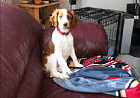 Piper - a Welsh Springer Spaniel dog