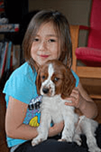 Gemma - a Welsh Springer Spaniel dog