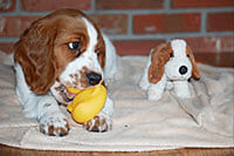 Gemma - a Welsh Springer Spaniel dog