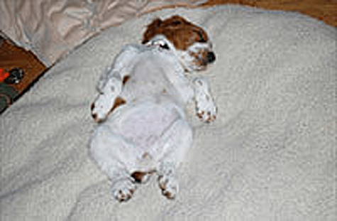 Gemma - a Welsh Springer Spaniel dog