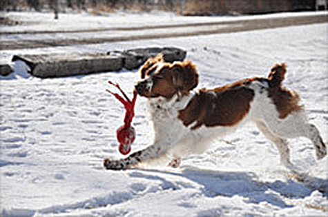 Penny - a Welsh Springer Spaniel dog