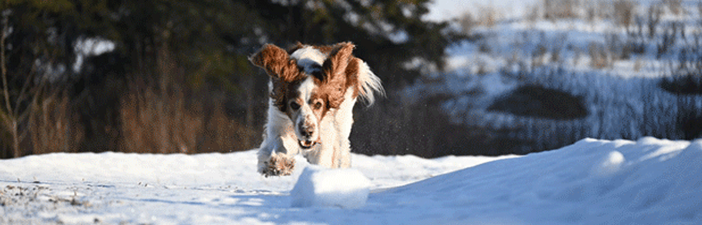 Springer Spaniel Dog Running in Snow