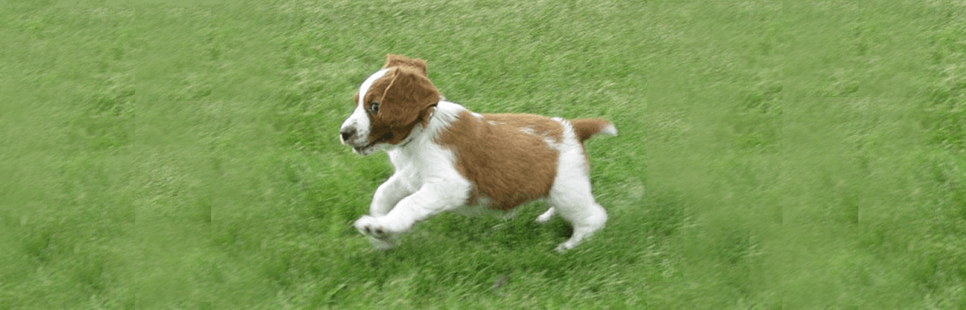 Springer Spaniel Puppy Running