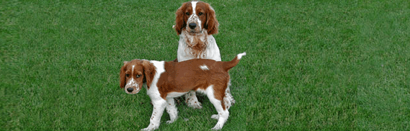 Springer Spaniel Dogs