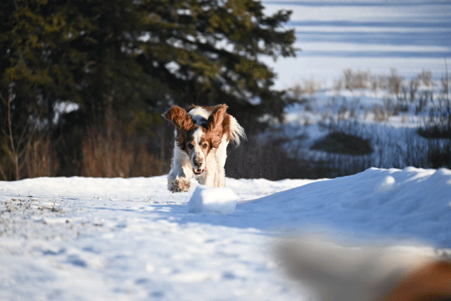 Welsh Springer Spaniel Playing in Snow