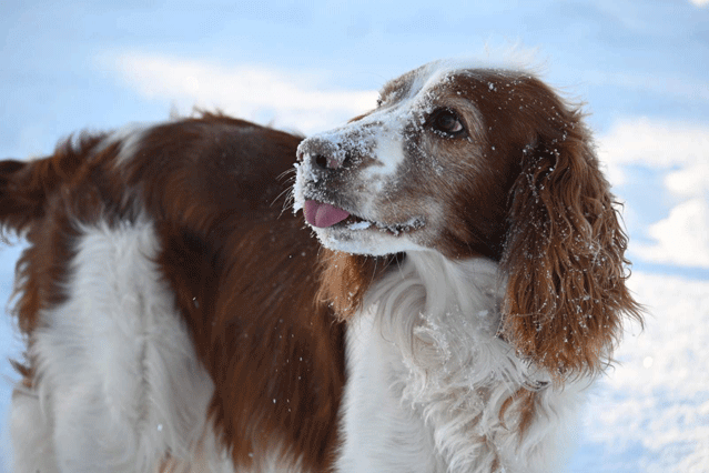 Welsh Springer Spaniel Playing in Snow