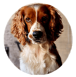 Welsh Springer Spaniel Puppy