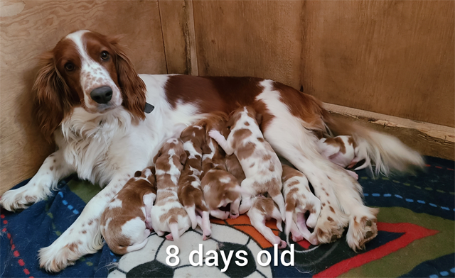 1 Day Old Puppies