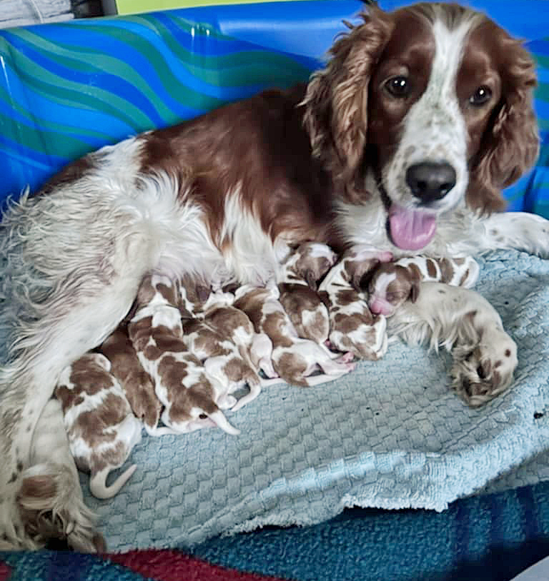 Cody and Jacey's Litter of Puppies